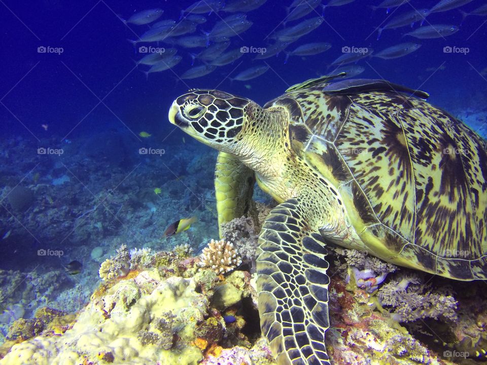 Sea turtle in Balicasag island