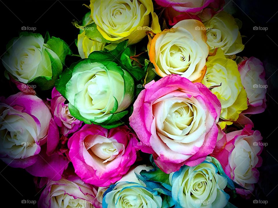 Multicolored roses
