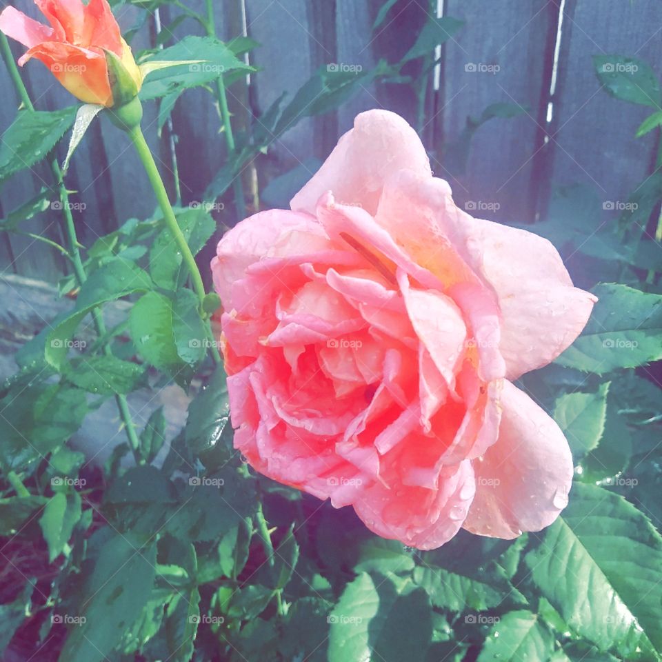 rose after the rain