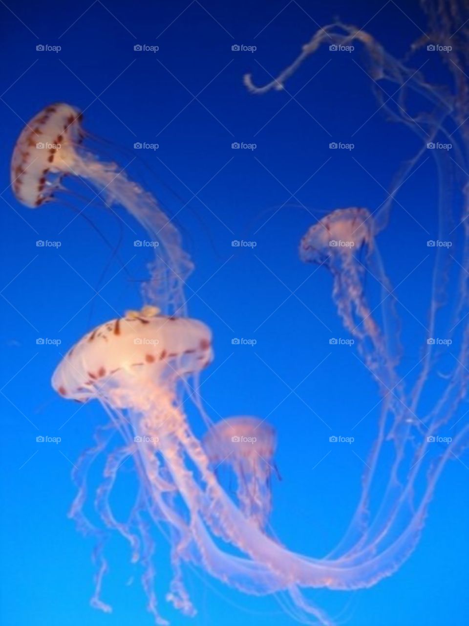 Jelly fish