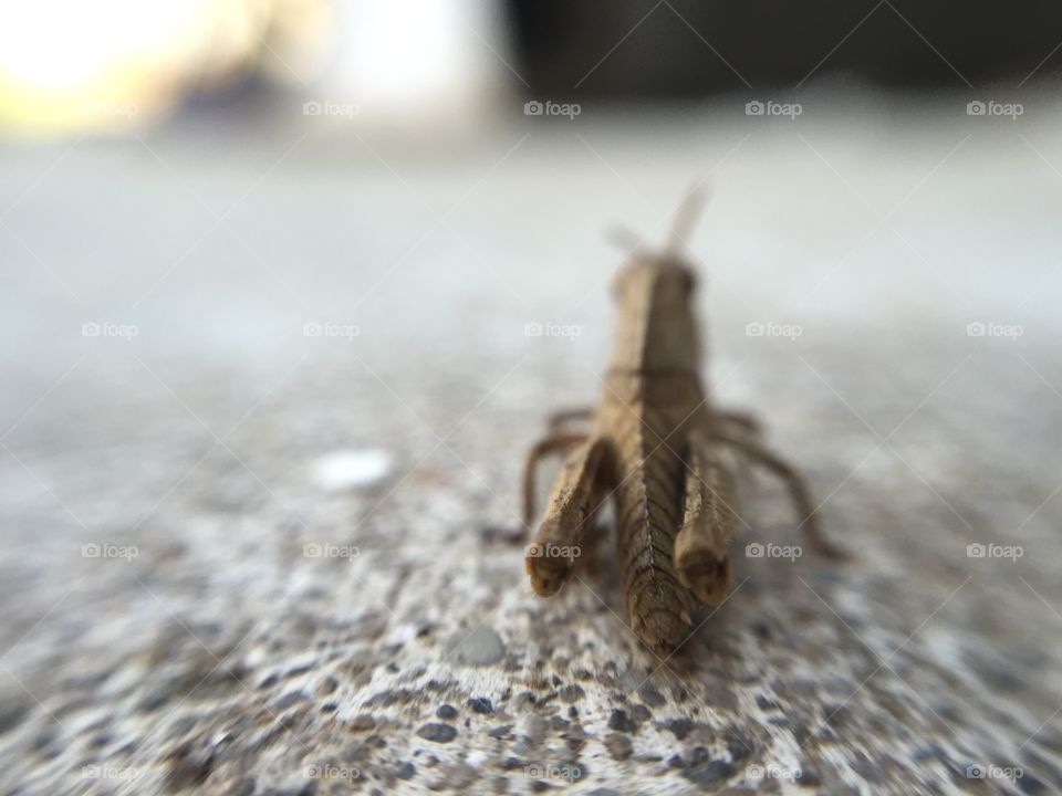Macro brown grasshopper