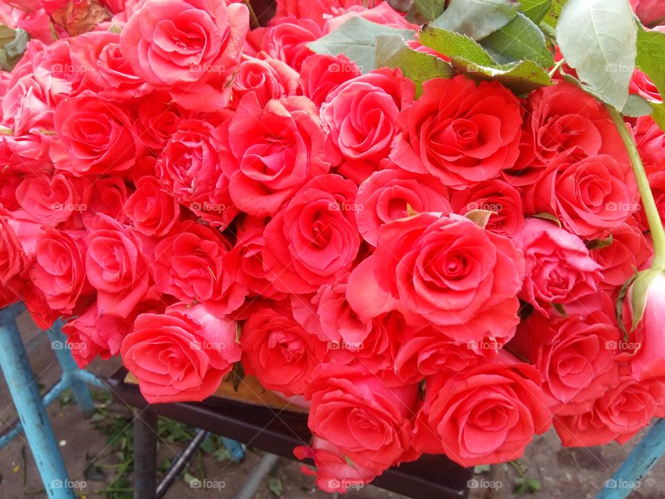 Rose flowers that we can use to give to our love once. we can use as wallpaper in home it gives good view in home.