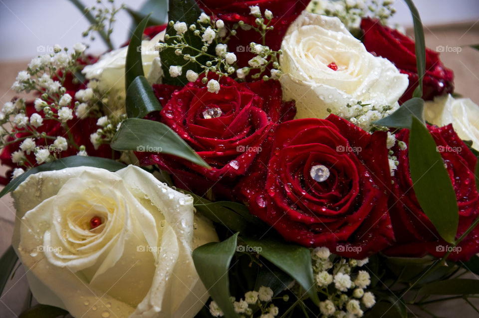 Red and white roses