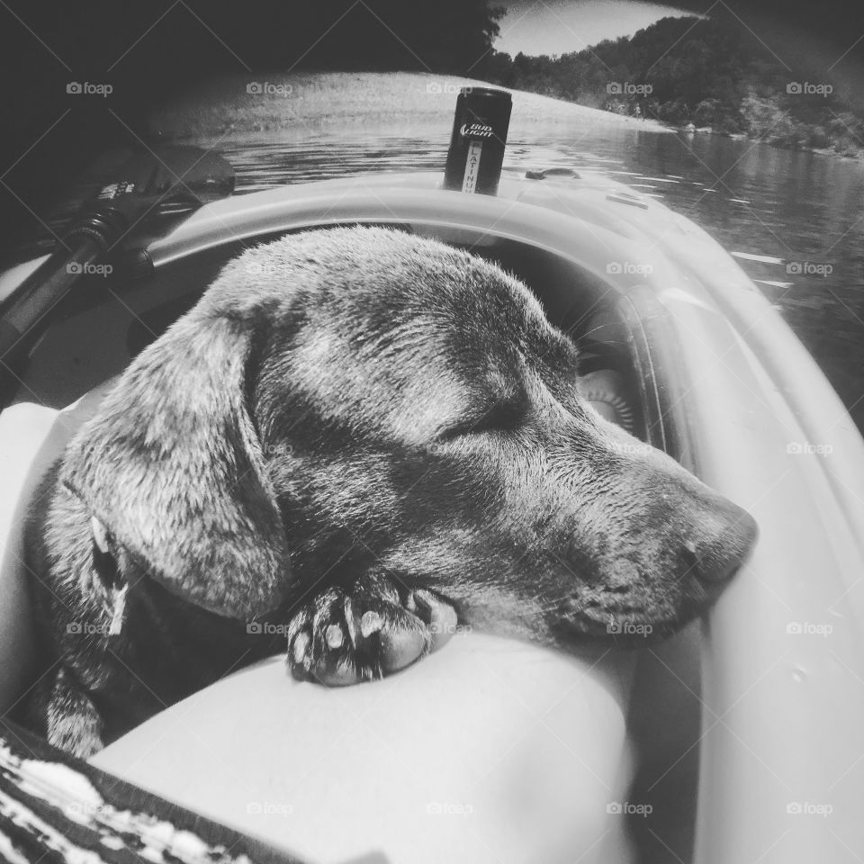 Let sleeping dogs lie. Especially when you have 6 miles of kayaking left to do. ;) 