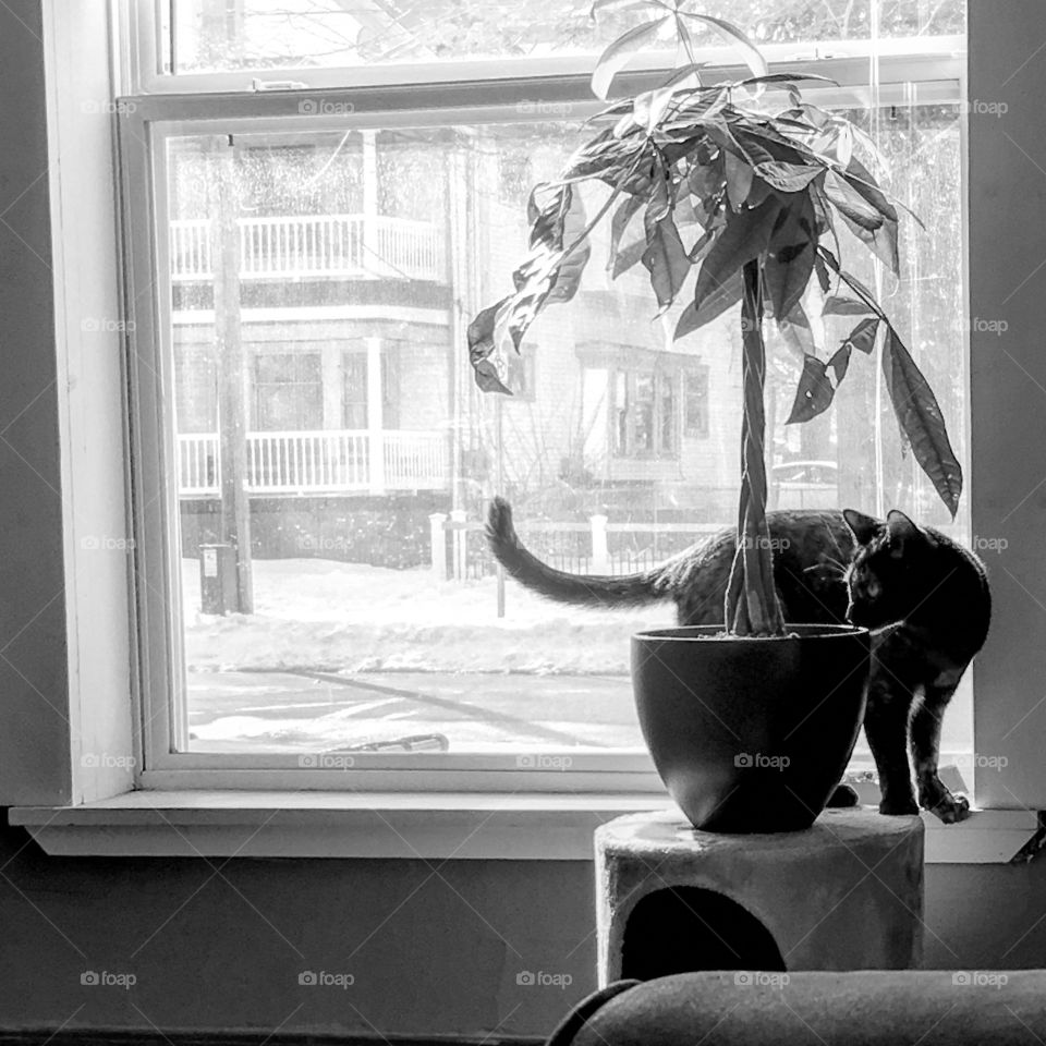 My cat in the window. Black and White picture of her getting in trouble with the money tree 