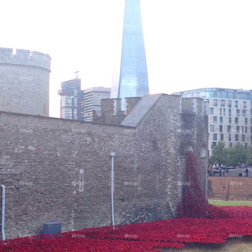 Tower of London poppies
