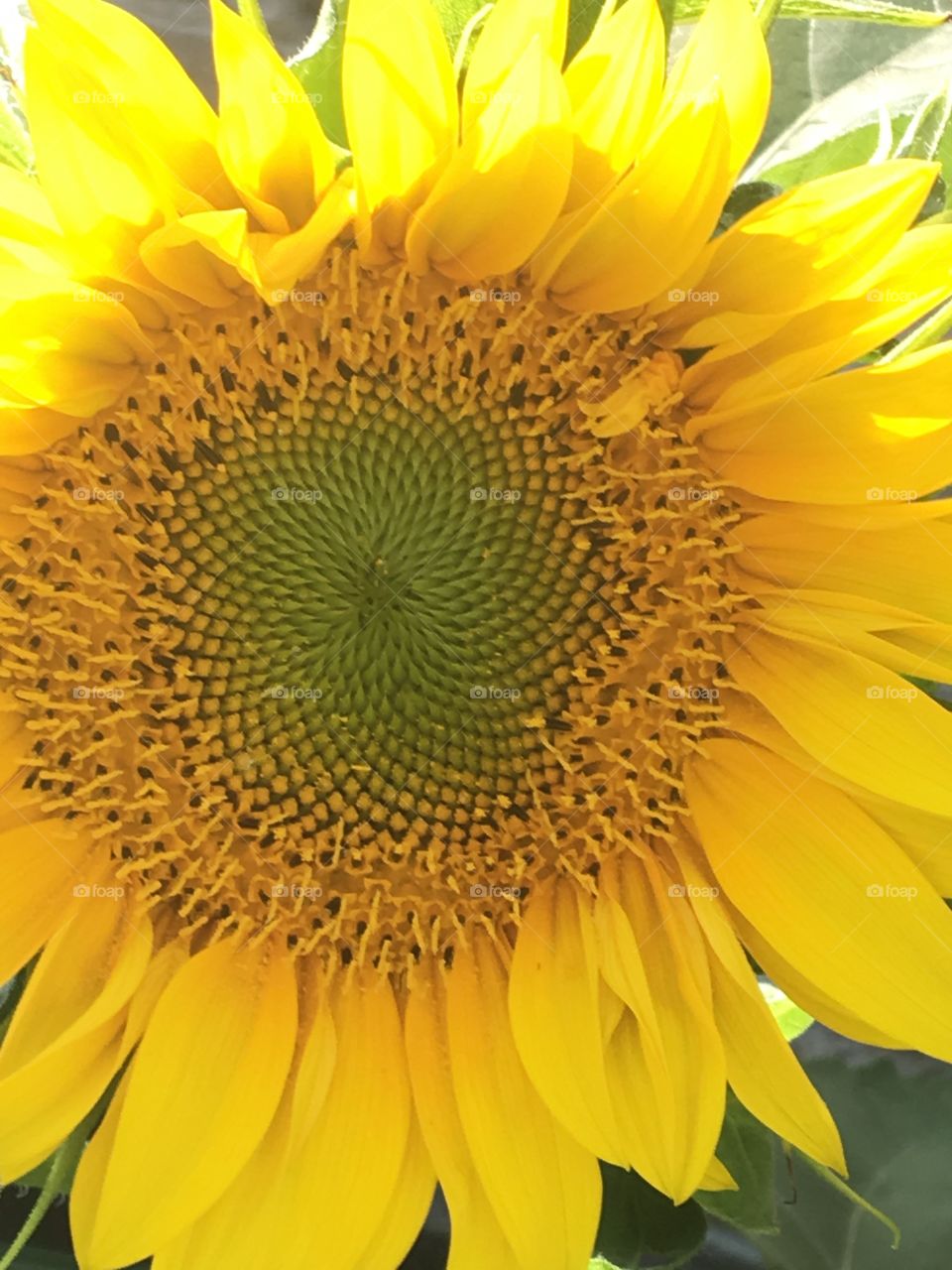 Bright yellow Sunflower