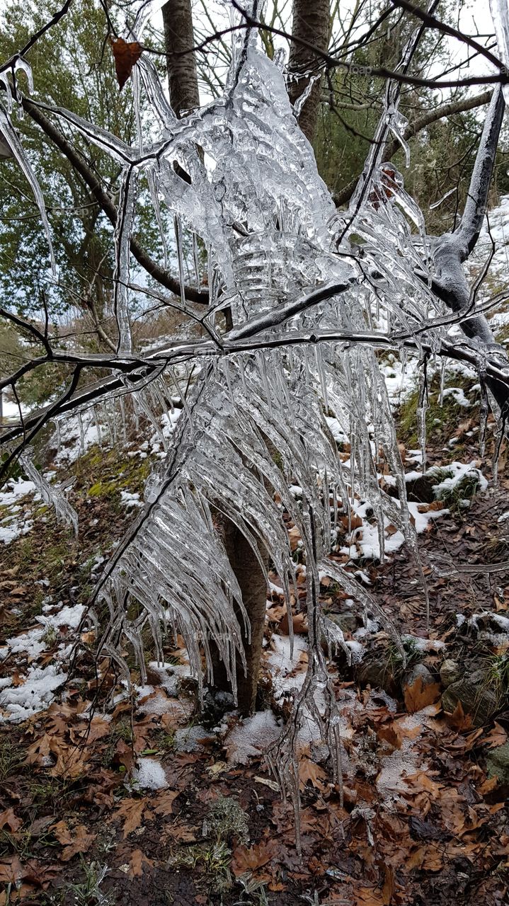 frozen branch