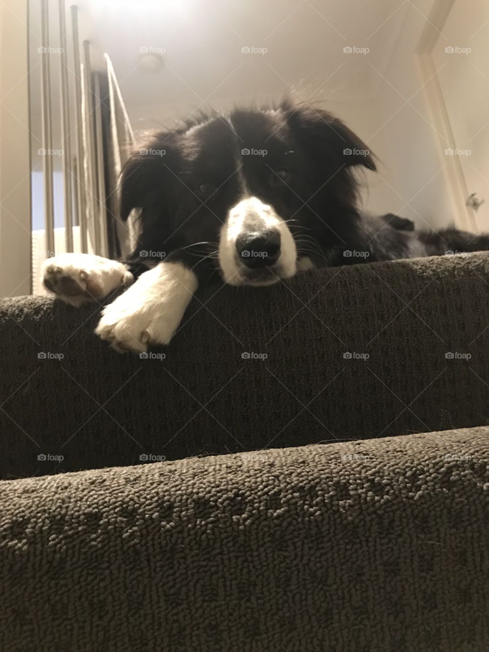 Border collie puppy laying on the stairs 