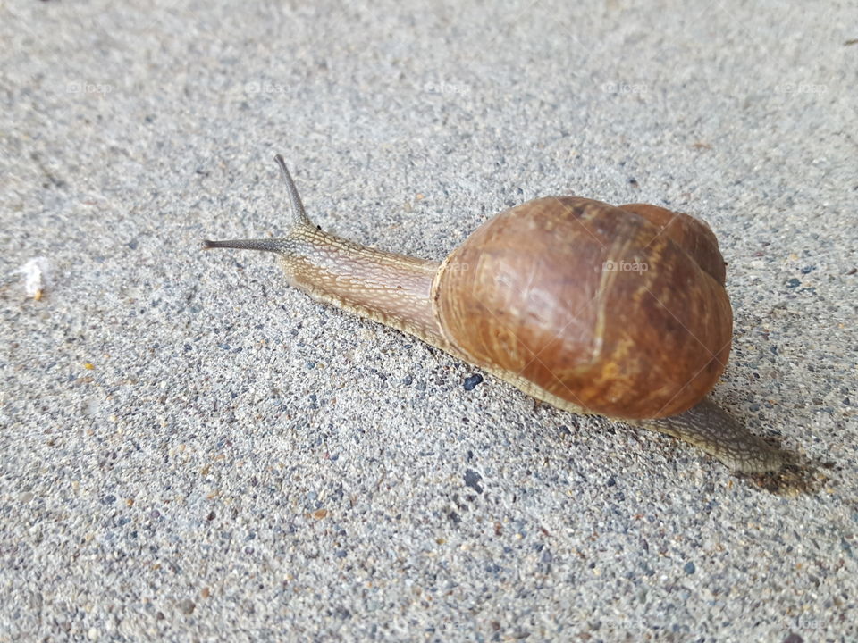 snail