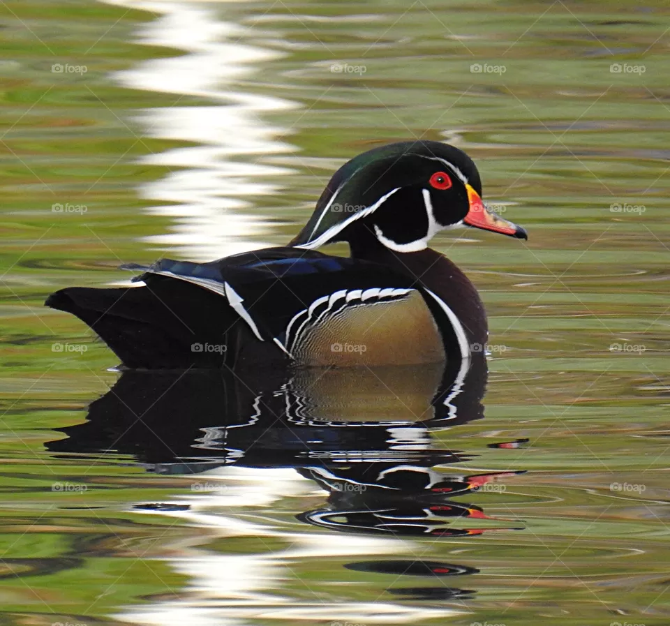duck