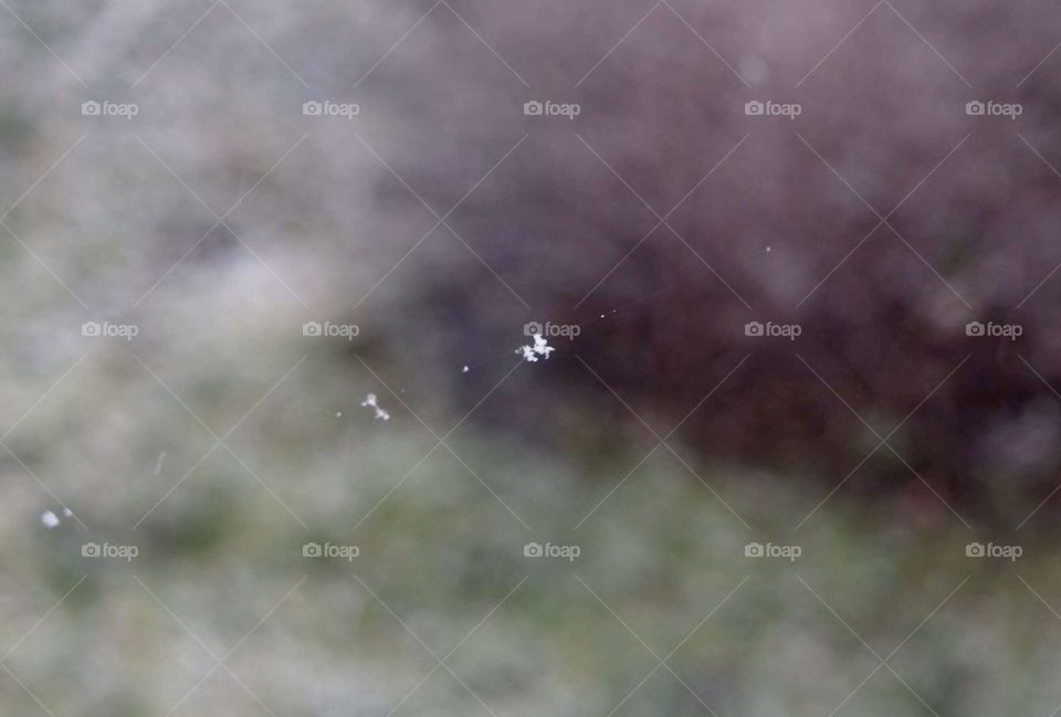 snowflakes on a cobweb outside a window