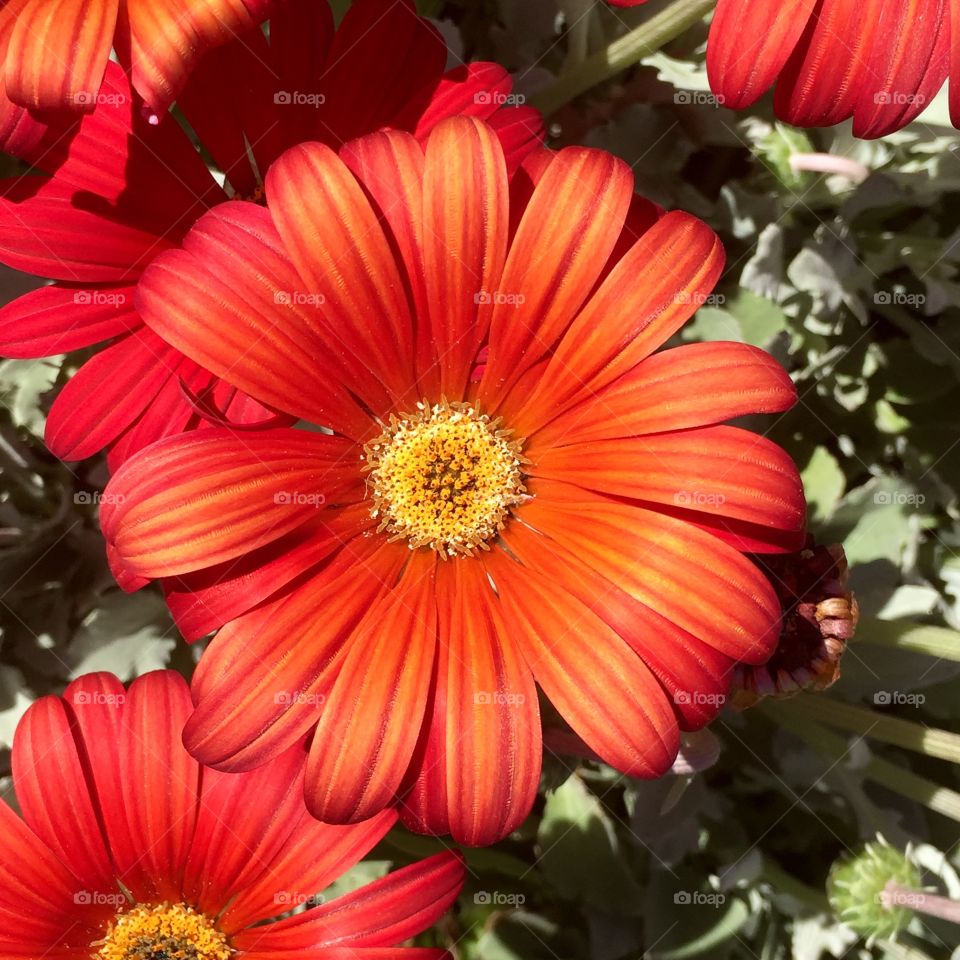 Red flowers