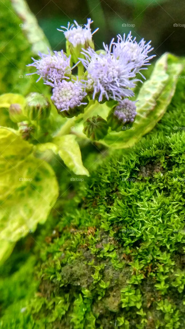 grass