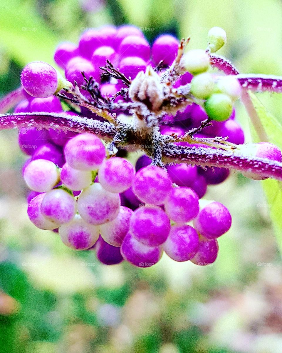 Orientalische Pflanze