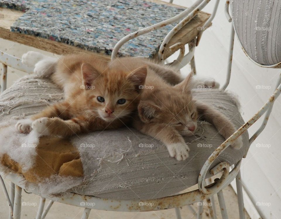 Fred & Ginger, the Cats. Baby kittens love lounging on the porch.  We dug these chairs out of the junk pile, & that's where they choose to perch.