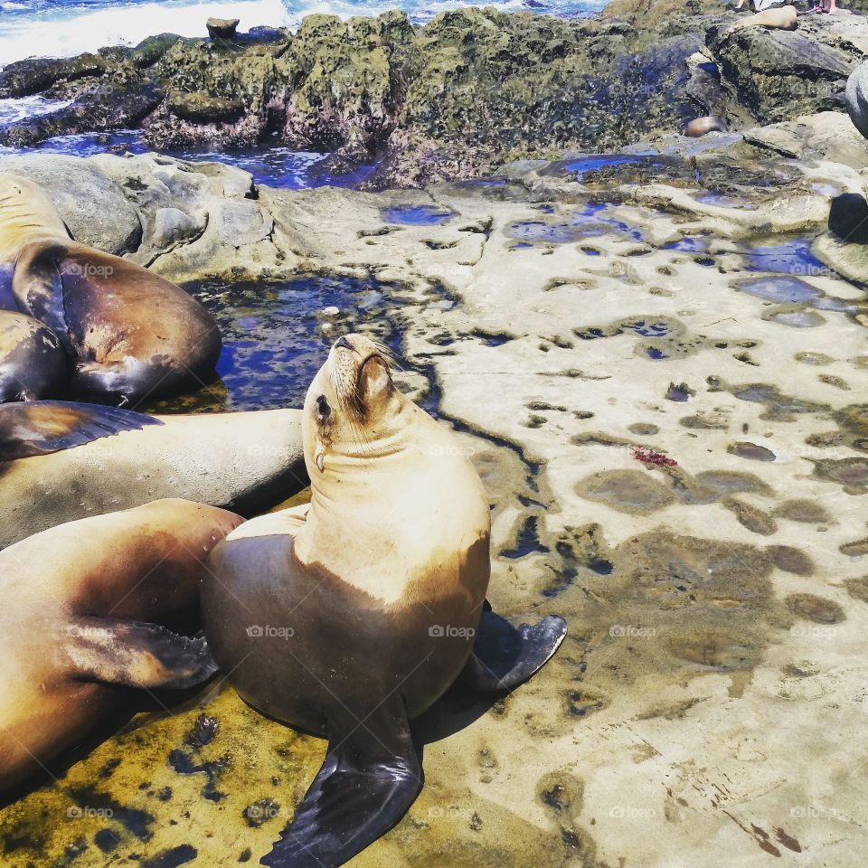 seals and sea lions