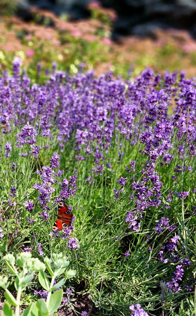 lavender