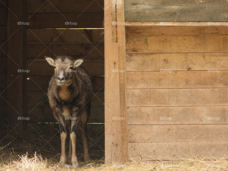Just sheeping around