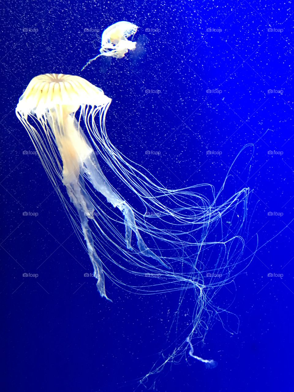 Jellyfish at Georgia Aquarium 