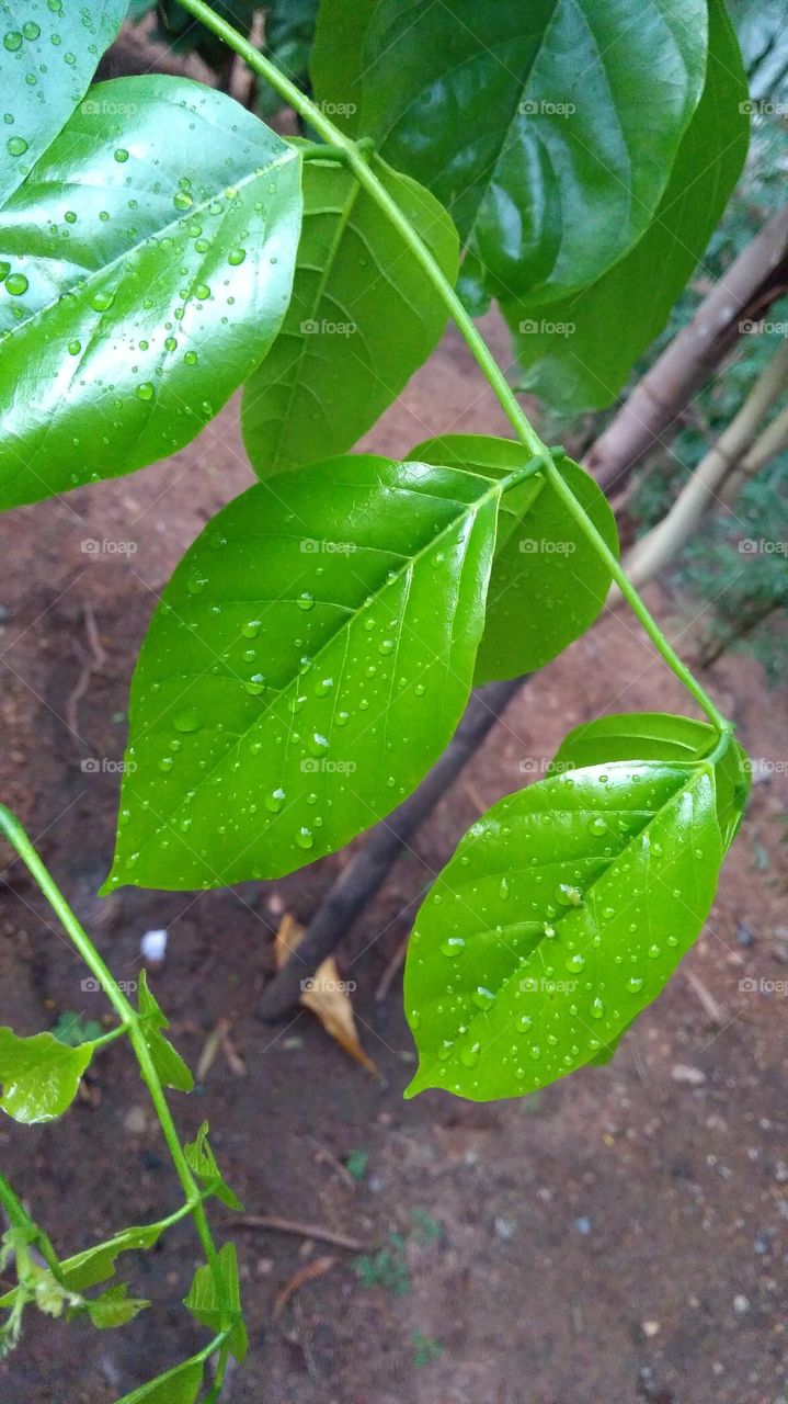 after rain