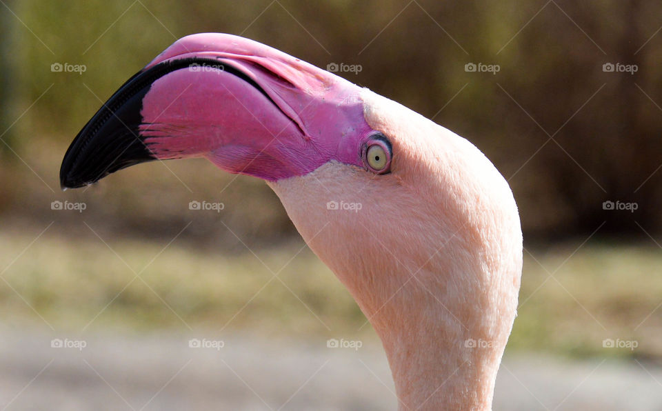 Close-up of Flamingo's head