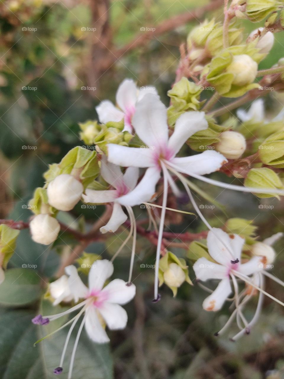 beautiful white flowers.