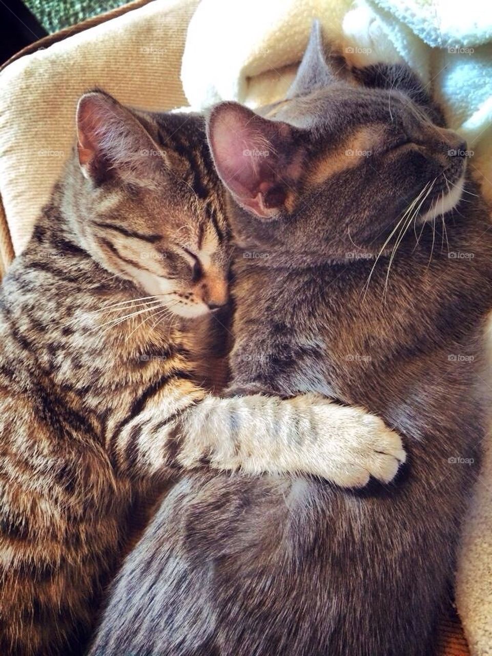 Kitty Cuddles 