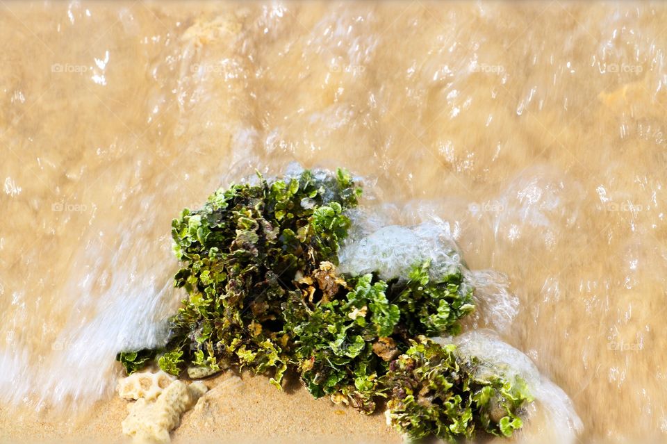 Water in motion on a piece of seaweed in Krabi Thailand.  Mother nature is so beautiful.