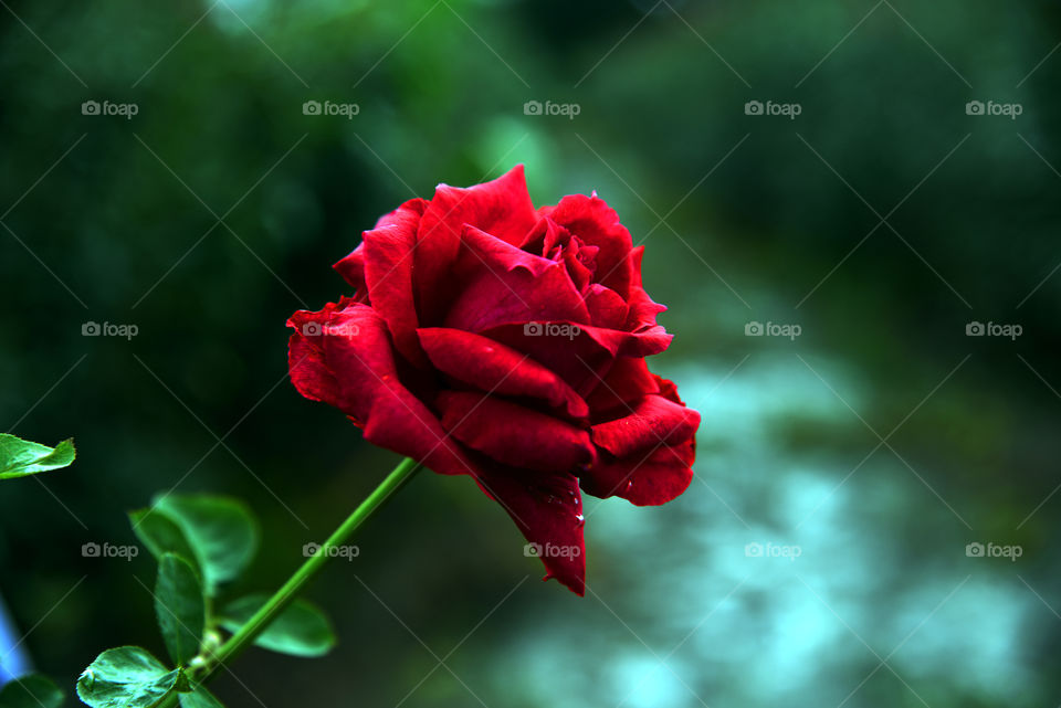 so beautiful rose
