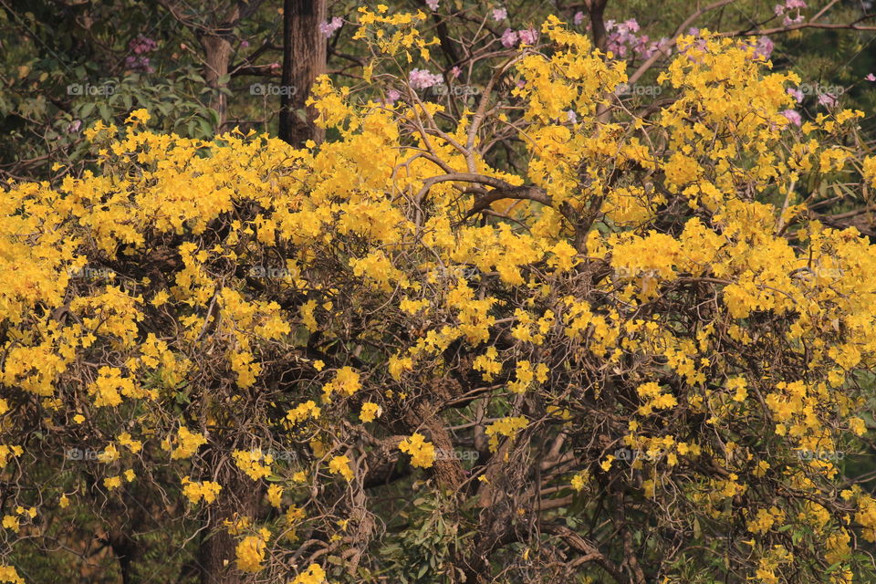 tree with his full bloom of yellow flower