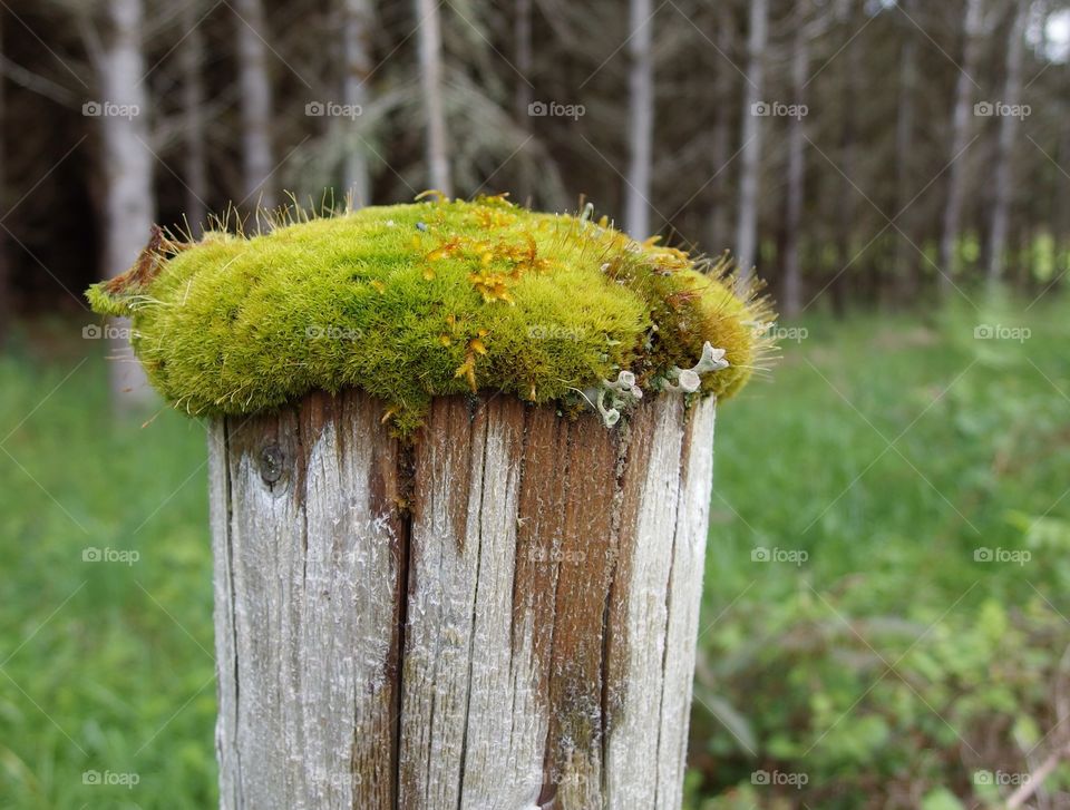 A old wooden fence post covered with a thick layer of moss and fungus shoots for a barrier between a farm and the forest in rural Western Oregon on a spring day. 