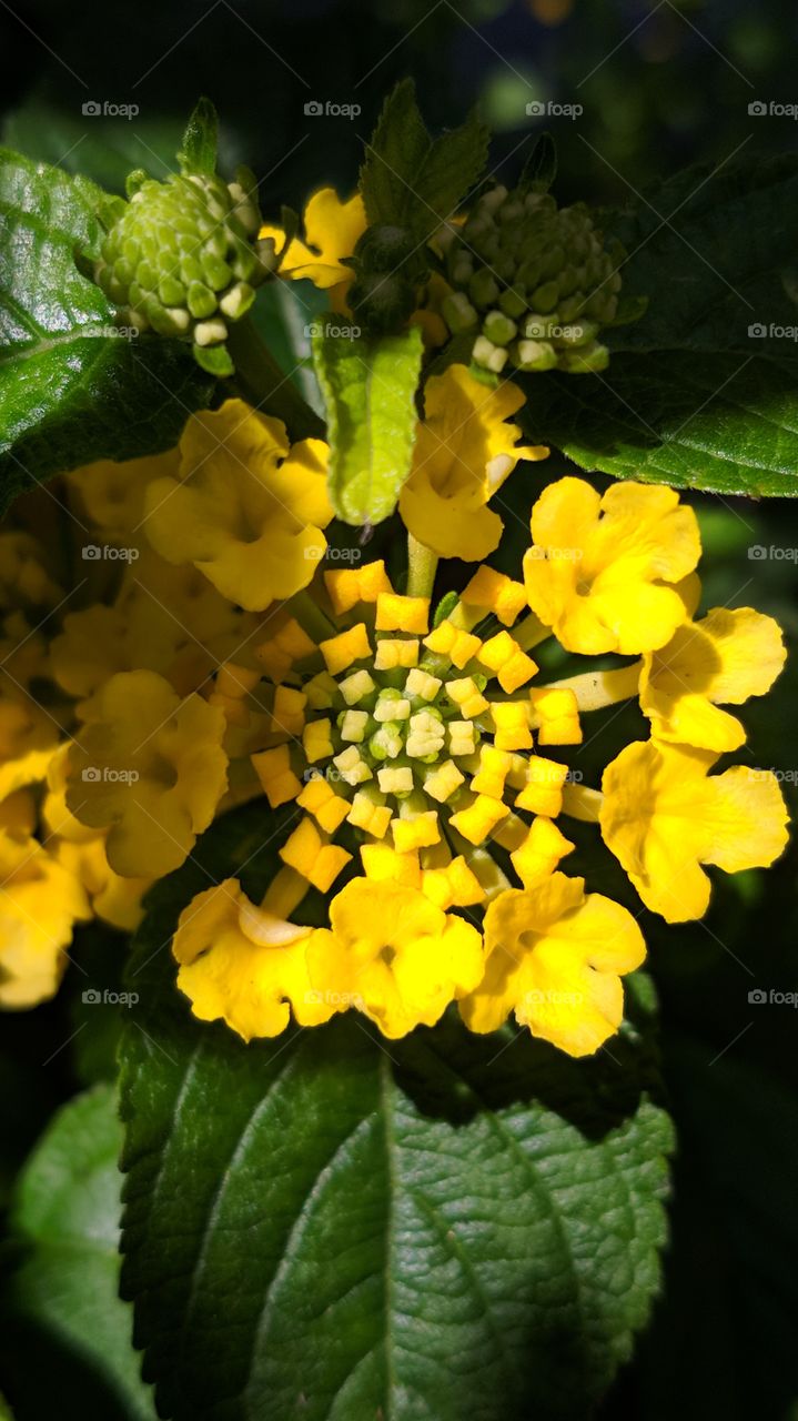 yellow flower with buds