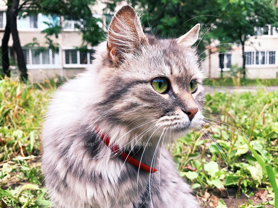 Cute cat with green eyes outdoor 