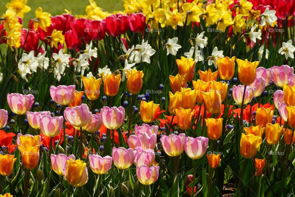 Varietys of tulip
