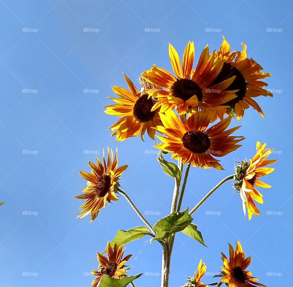 Fall Sunflowers in the October Sky