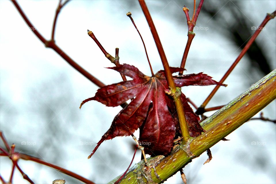 red leaf