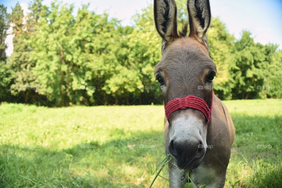 donkey