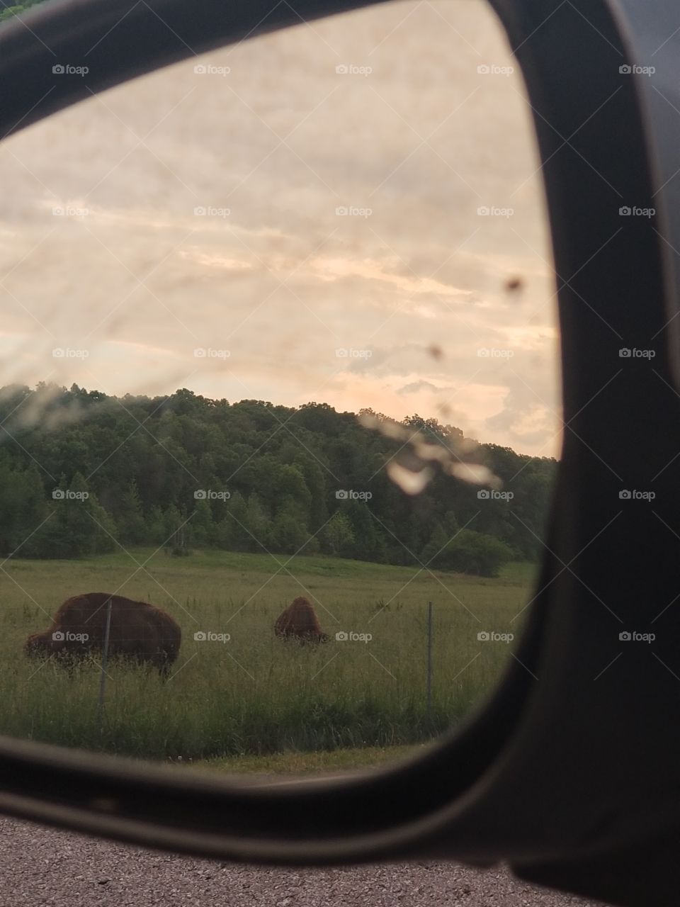 Bison in my mirror