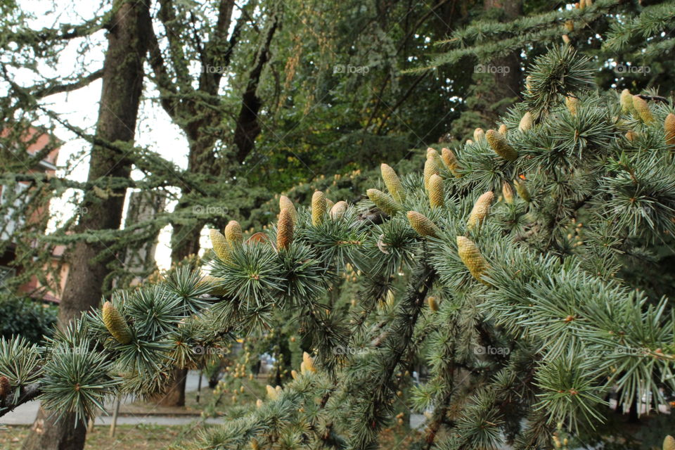 Pine tree