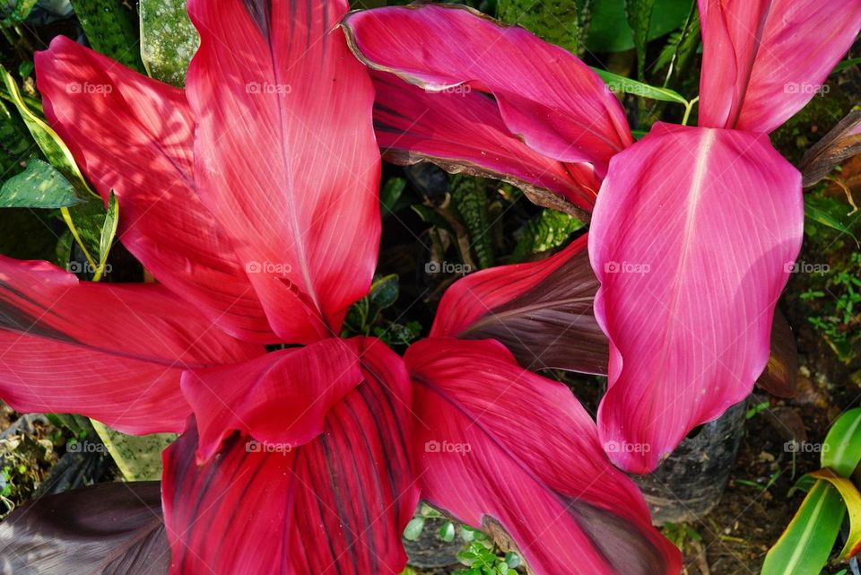 big red leaf in the garden