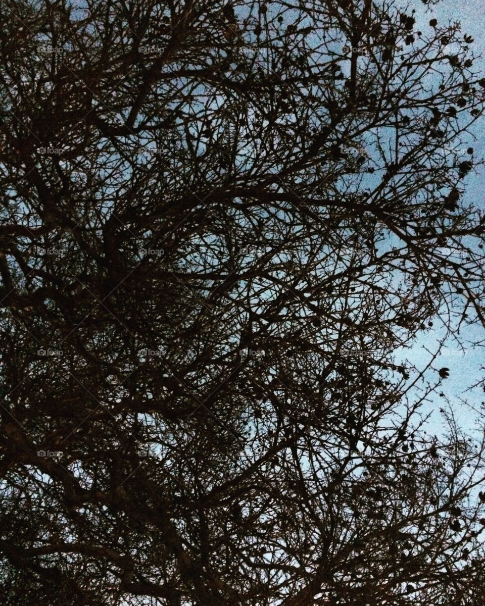 Tree Silhouette 
