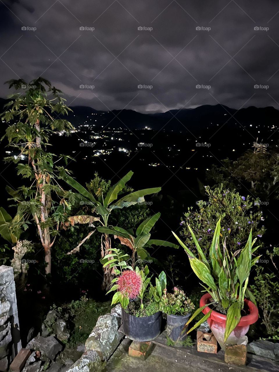 Plants on the mountain at night 