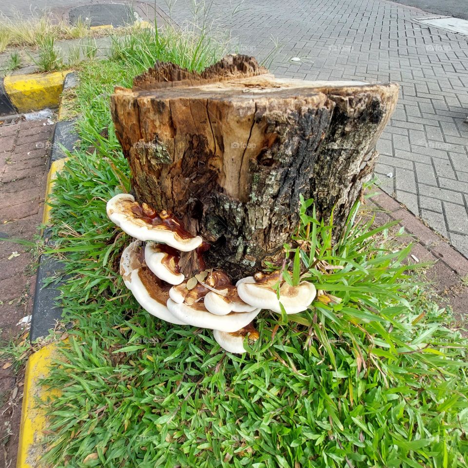 Mushrooms that grow on trees that have been cut down