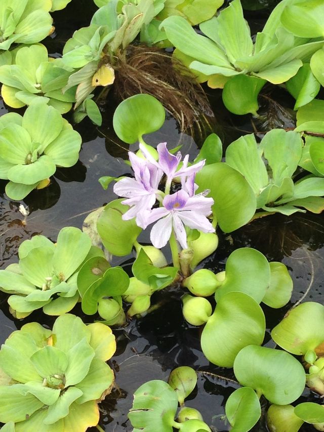 Lily pads