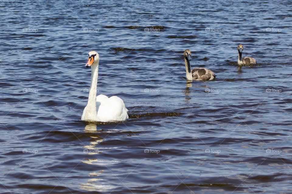 Swan family.