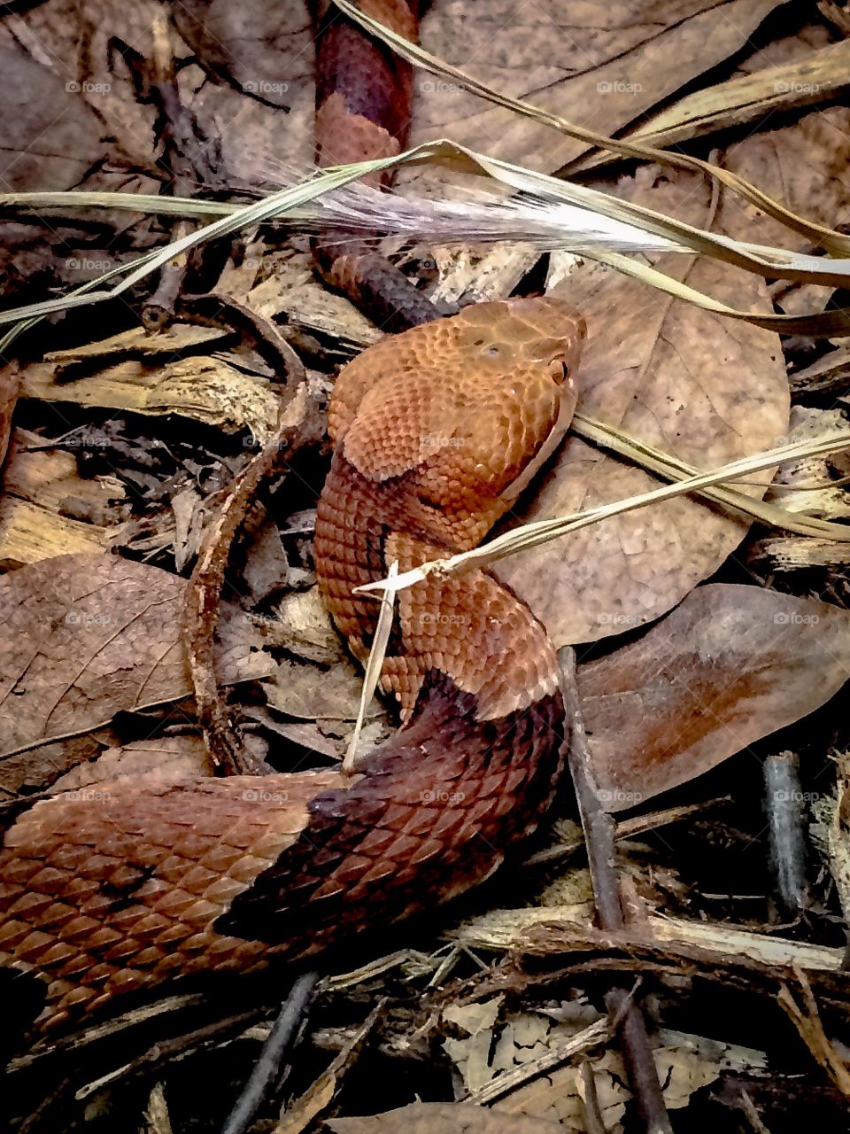 Venomous snake