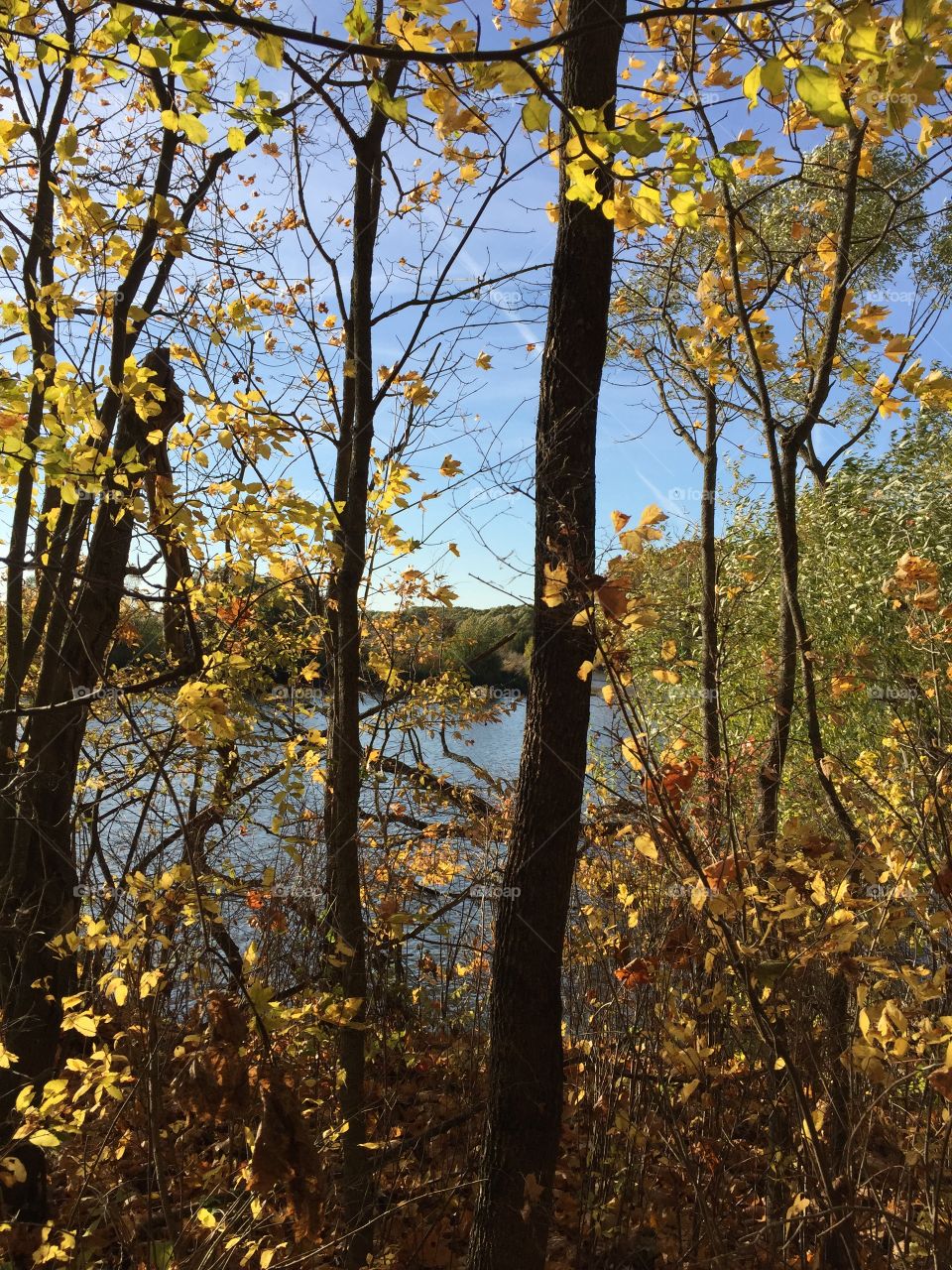 the autumn forest is dressed in foliage gold