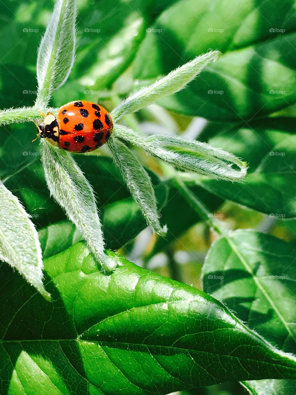 Ladybug