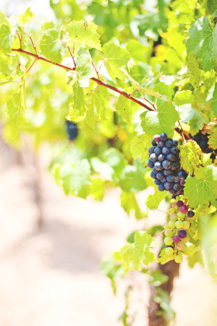 vineyard. vineyard in Mexico.